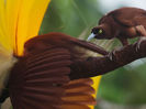 Paradisaea apoda