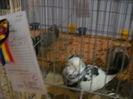 Picture 1466