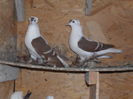 SAM_0162