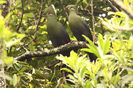 Tauraco corythaix