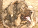 DIXI CAUCAZIAN DE NEAMT