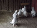 DSCF0344