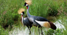 Balearica regulorum