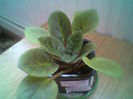 Kev_s Heavenly Star