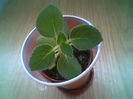 Kohleria Rongo Elluta
