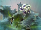 Purple Pasion