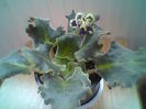 Purple Pasion 1