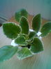 Rs Tachinii Udati