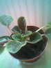 Violeta Ciclam 1