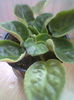 Violeta Ciclam 2
