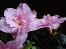 DSC09049