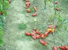 P1160085
