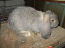 3,5 luni 3,8kg