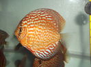 DSCF7351