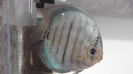DSCF7353
