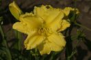 Hemerocallis___Omomuki