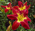 Hemerocallis-All american chief reblooming