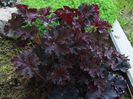 Heuchera Palace Purple