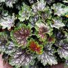 Heucera Marvelous Marble