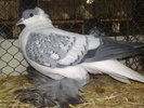 2010-01-16_15-00-56_160120102598