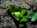 DSCN8741