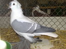 2010-01-16_15-02-34_160120102603