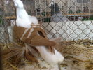 2010-01-16_15-03-26_160120102606