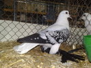 2010-01-16_15-03-38_160120102607