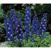 Delphinium Magic Fountain Dark Blue with White