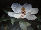 DSCN7667