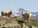 Tirolezele Bergschaf pe varf de munte