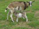 Alpinuca mica