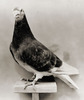 pigeonskaiser