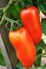 ROSII SAN MARZANO 2