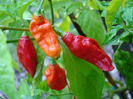 ardei NAGA BHUT JOLOKIA 1