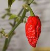 ardei NAGA BHUT JOLOKIA 2