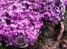 phlox sabulata