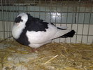 2010-01-16_15-11-10_160120102636