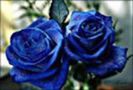 trandafir albastru