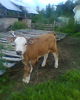 Fetita