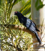 Pacific%2520Koel%2520Male%2520(%2520Eudynamys%2520orientalis%2520)%2520AU-PAKO-01%2520Manton%2520Dam