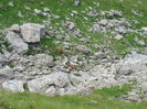 DSC09939 (2)