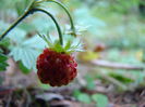 DSC09950