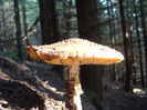 DSC09958