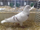 2010-01-16_15-14-26_160120102645
