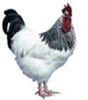 95853449_BFOICRI[1]