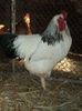 95856217_TZSKFFT[1]