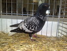 2010-01-16_15-16-52_160120102652
