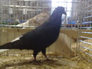 2010-01-16_15-17-46_160120102654
