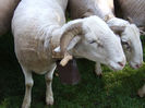 Oi Bergschaf de lapte tiroleze